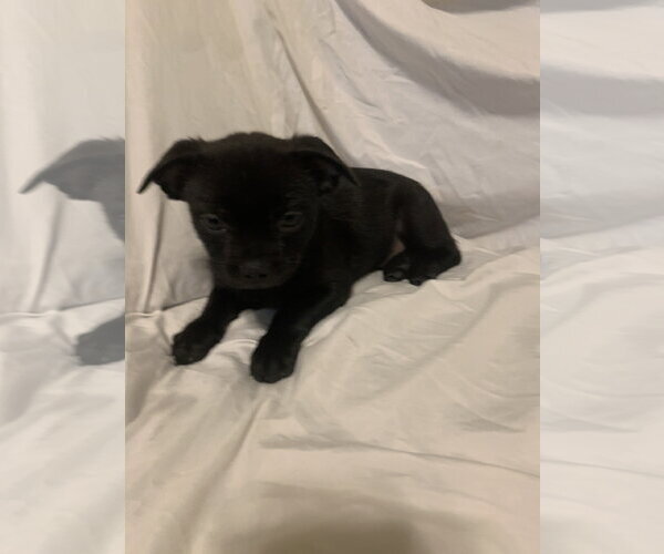 Medium Photo #6 Faux Frenchbo Bulldog Puppy For Sale in The Woodlands, TX, USA