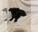 Small #5 Faux Frenchbo Bulldog