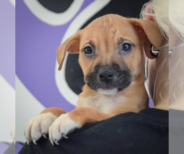 Medium Photo #6 American Staffordshire Terrier-Boxer Mix Puppy For Sale in Huntley, IL, USA