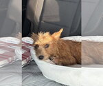 Small #4 Norfolk Terrier Mix
