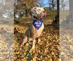 Small #9 American Pit Bull Terrier Mix