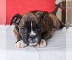 Small Photo #4 Boxer Puppy For Sale in BIRD IN HAND, PA, USA