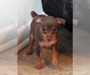 Harlequin Pinscher Puppy for sale in COPPERAS COVE, TX, USA