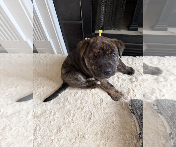 Medium Photo #5 American Staffordshire Terrier-Unknown Mix Puppy For Sale in Holly Springs, NC, USA