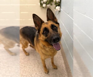 German Shepherd Dog Dogs for adoption in Brighton, CO, USA