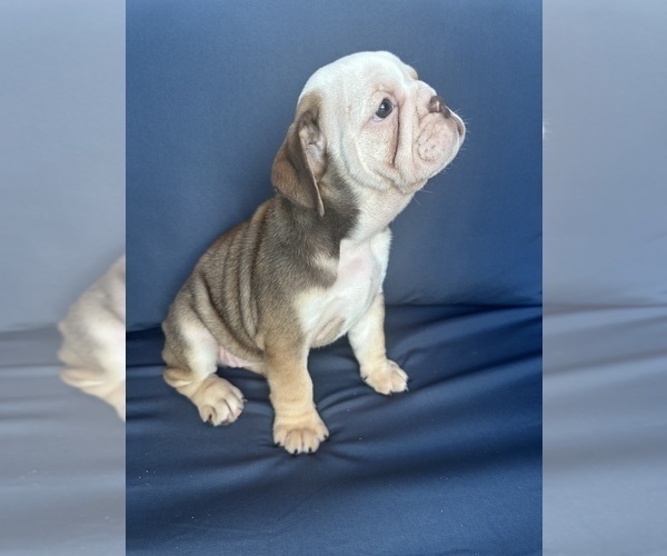 Medium Photo #6 English Bulldog Puppy For Sale in WEEKI WACHEE, FL, USA