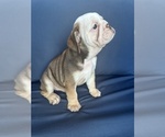 Small #5 English Bulldog