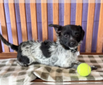 Small Cairn Terrier Mix