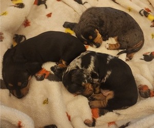 Dachshund Litter for sale in VISALIA, CA, USA