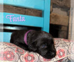 Small #7 Labrador Retriever