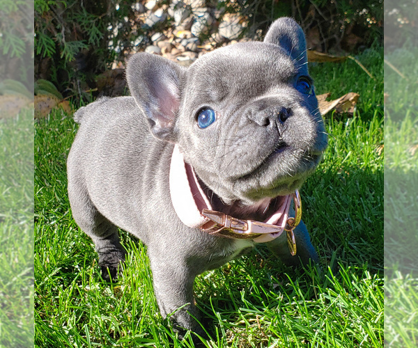 Medium Photo #2 French Bulldog Puppy For Sale in MARYSVILLE, WA, USA