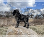 Small #18 Goldendoodle-Poodle (Standard) Mix