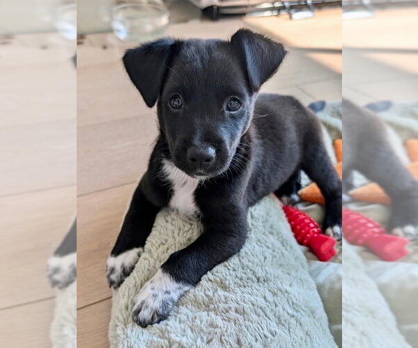 Medium Photo #2 Australian Kelpie-Unknown Mix Puppy For Sale in Marina Del Rey, CA, USA
