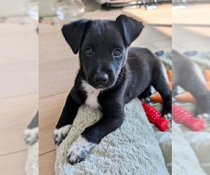 Hercules - Male Australian Kelpie-Unknown Mix Dog for Adoption - Photo #2