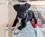 Small Photo #2 Australian Kelpie-Unknown Mix Puppy For Sale in Marina Del Rey, CA, USA