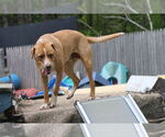 Small Photo #17 Labrador Retriever-Unknown Mix Puppy For Sale in Sebec, ME, USA