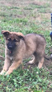 Medium Photo #1 German Shepherd Dog Puppy For Sale in HAMMONTON, NJ, USA