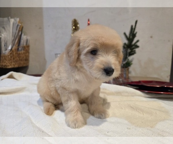Medium Photo #21 Goldendoodle Puppy For Sale in DUBLIN, TX, USA