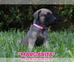 Small #8 America Bandogge Mastiff