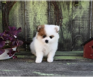 Pomeranian Puppy for sale in SUGARCREEK, OH, USA