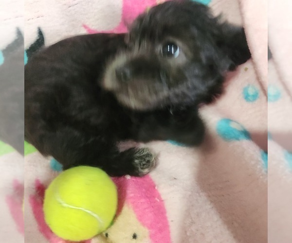 Medium Photo #2 Shorkie Tzu-Zuchon Mix Puppy For Sale in COWARD, SC, USA