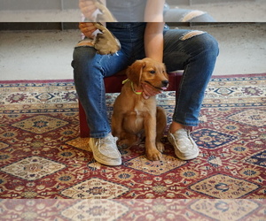 Golden Retriever Puppy for sale in NASHVILLE, IN, USA