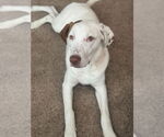 Small #8 Bullboxer Pit