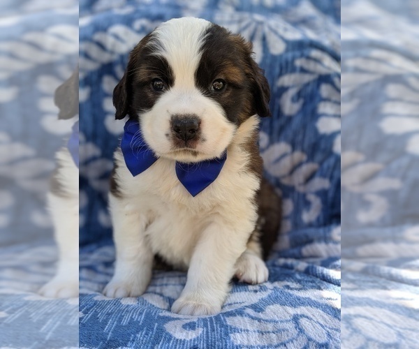 Medium Photo #2 Saint Bernard Puppy For Sale in LANCASTER, PA, USA