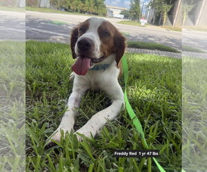 TX/Freddy Red - Male Brittany Dog for Adoption - Photo #6