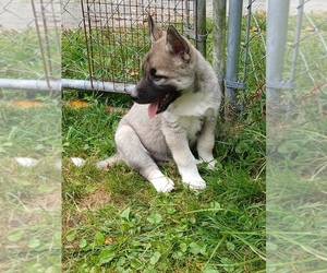 Siberian Husky Puppy for sale in LONG EDDY, NY, USA