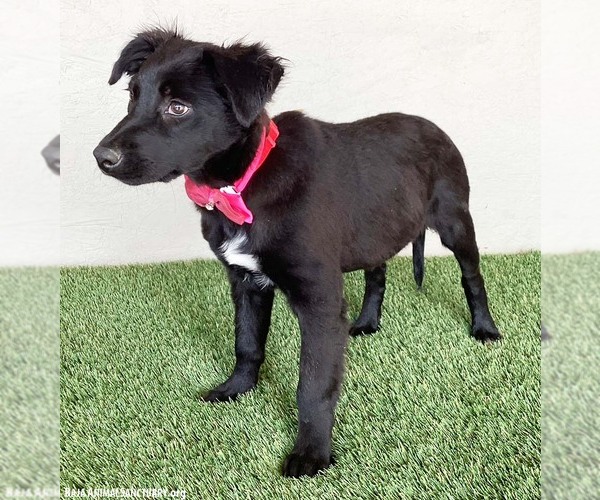 Medium Photo #2 Border Collie-Unknown Mix Puppy For Sale in San Diego, CA, USA