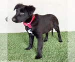 Small #1 Border Collie Mix
