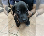 Small Photo #1 American Bandogge mastiff Puppy For Sale in GRANTS PASS, OR, USA