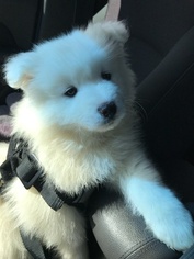 Samoyed Puppy for sale in ANNAPOLIS, MD, USA