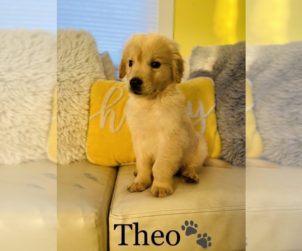 Medium Photo #3 Golden Retriever Puppy For Sale in COOKEVILLE, TN, USA