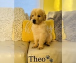 Small Photo #3 Golden Retriever Puppy For Sale in COOKEVILLE, TN, USA