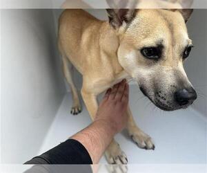 American Pit Bull Terrier-Unknown Mix Dogs for adoption in Houston, TX, USA