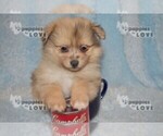 Small Photo #8 Pomeranian Puppy For Sale in SANGER, TX, USA