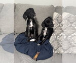 Small #2 Poodle (Miniature) Mix
