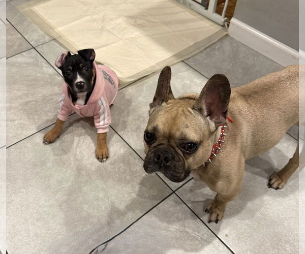 Medium Photo #5 Mutt Puppy For Sale in Philadelphia, PA, USA