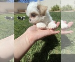 Small Photo #1 Shih Tzu Puppy For Sale in GILBERT, AZ, USA