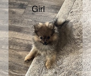 Pomeranian Puppy for sale in MABANK, TX, USA