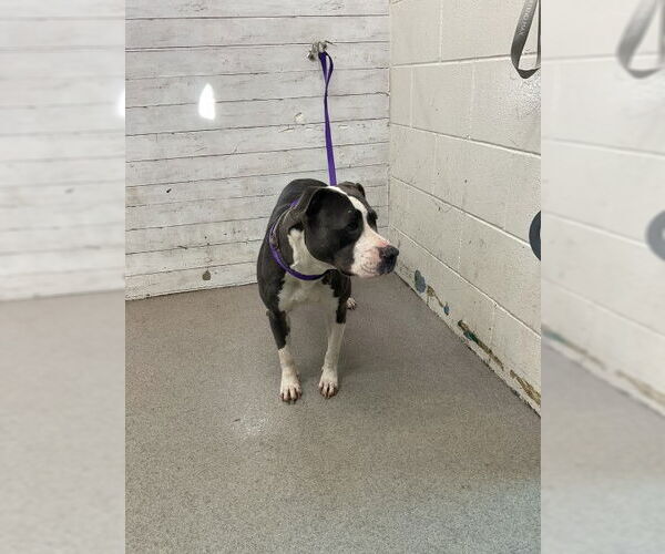 Medium Photo #1 Mutt Puppy For Sale in San Bernardino, CA, USA