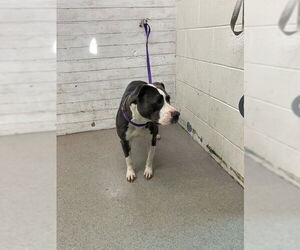 Mutt Dogs for adoption in San Bernardino, CA, USA