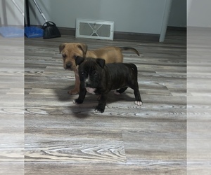 American Bully-Bulldog Mix Puppy for sale in SWANSEA, IL, USA