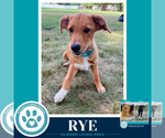 Small Labrador Retriever Mix