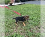 Image preview for Ad Listing. Nickname: Litter of 3