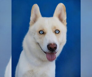 Siberian Husky Dogs for adoption in Pasadena, CA, USA