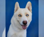 SNOW - Male Siberian Husky Dog for Adoption - Small photo