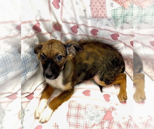 Medium Photo #2 Mutt Puppy For Sale in San Diego, CA, USA